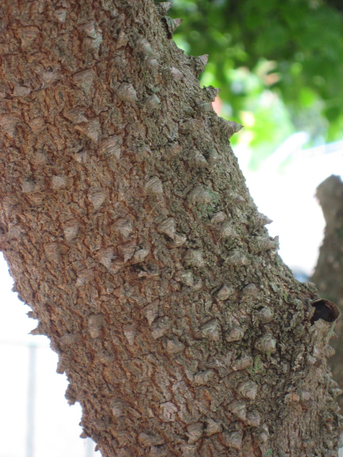 Close-up of a pernambuco trunk covered in conical prickles