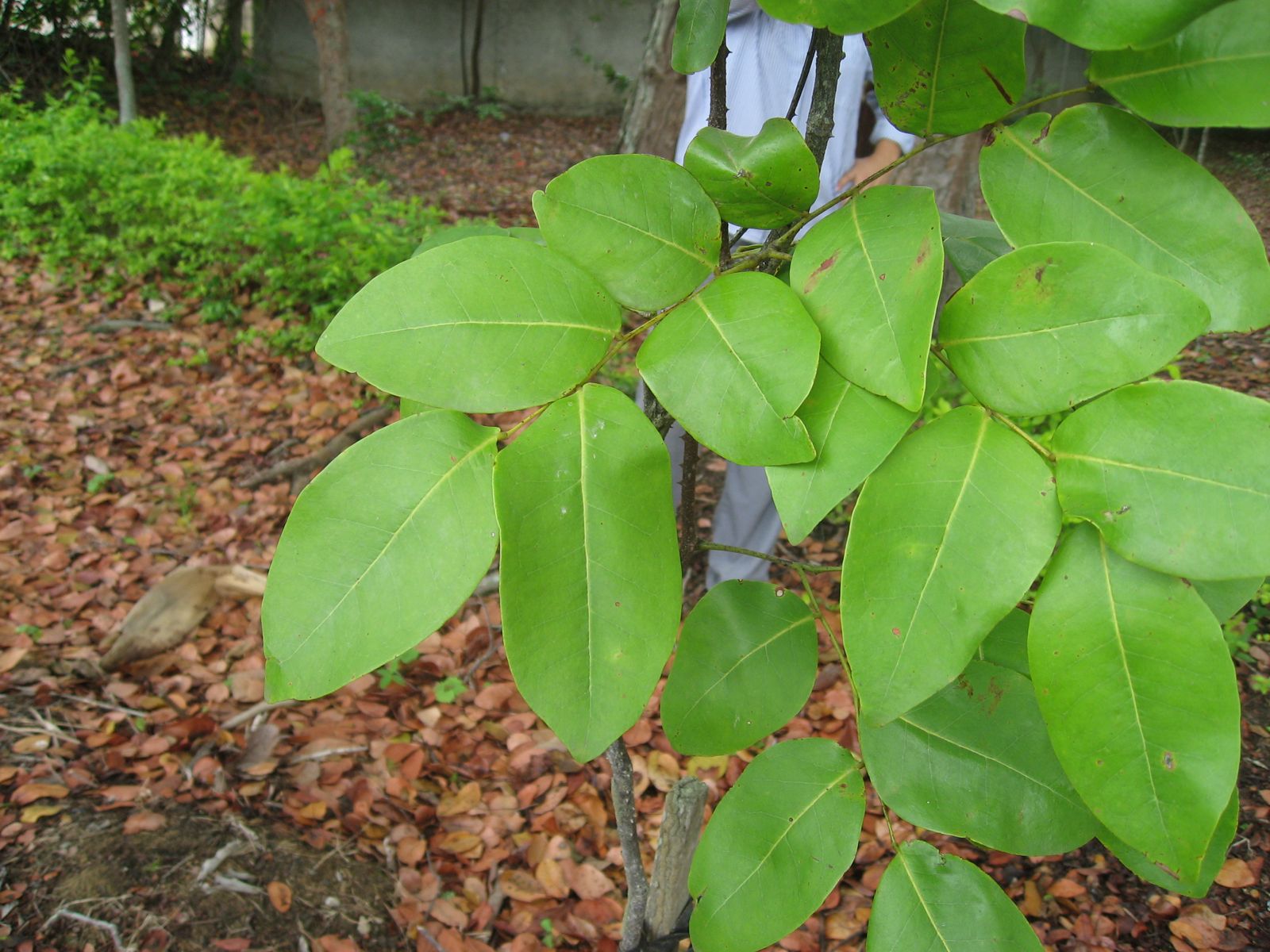 Pernambuco branch with large, broad oval leaflets