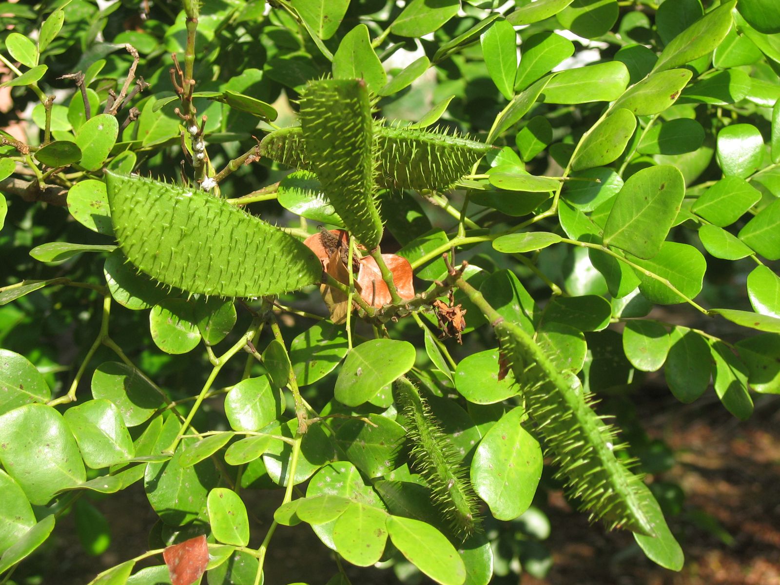 Spiny green seed pods of the pernambuco tree among rounded leaflets