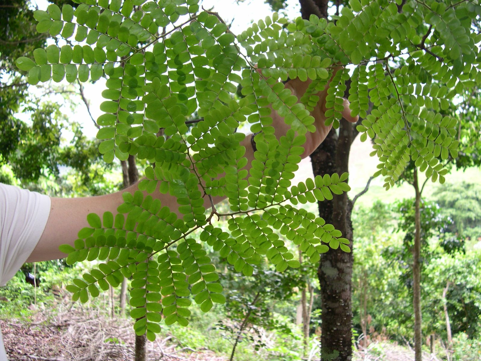 Pernambuco branch with very small, densely set leaflets held up by hand