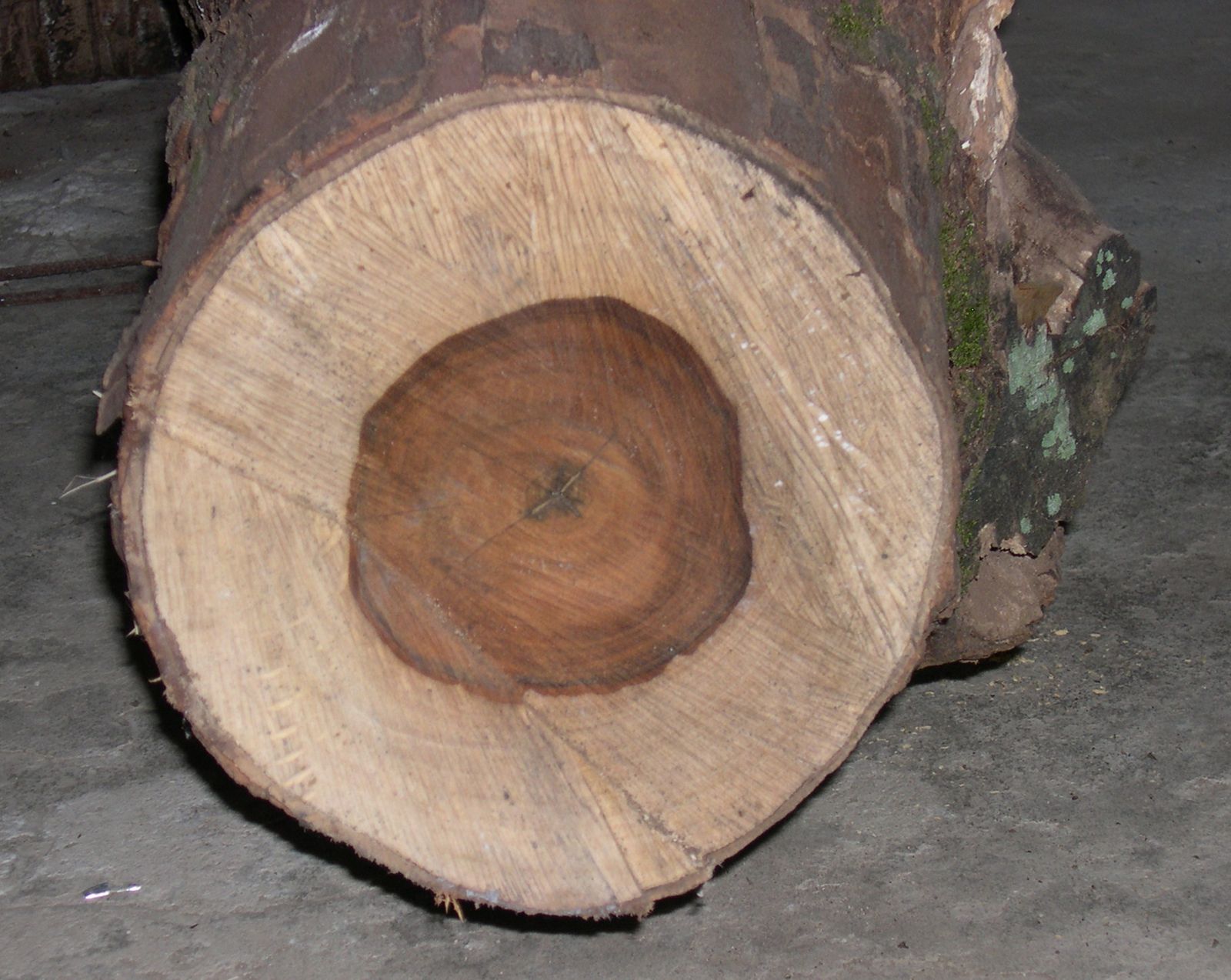 Cross-section of a young pernambuco log: a small red-brown heart surrounded by a wide pale sapwood ring